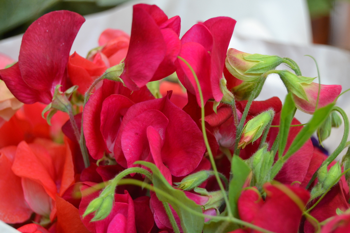 Herzlich Willkommen bei Blumen Lang in Darmstadt-Eberstadt