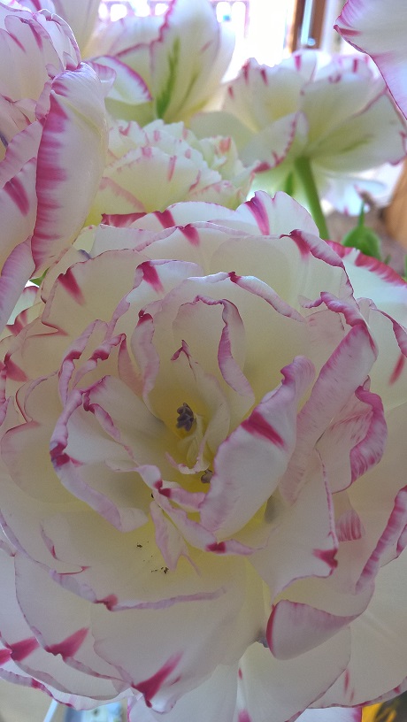 Herzlich Willkommen bei Blumen Lang in Darmstadt-Eberstadt